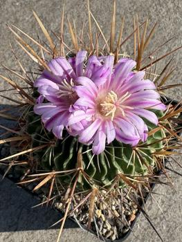 Stenocactus multicostatus
